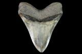 Glossy, Fossil Megalodon Tooth - South Carolina #126445-2